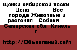 щенки сибирской хаски  › Цена ­ 10 000 - Все города Животные и растения » Собаки   . Самарская обл.,Кинель г.